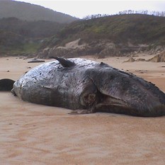 Washed up Sperm whale