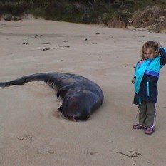 Washed up baby calf Sperm whale