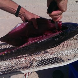 Filleting a tuna