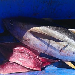 Yellowfin Tuna