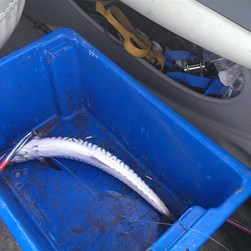 A very small Mackeral