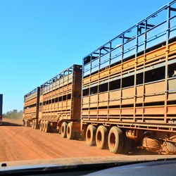 cattle road trains 