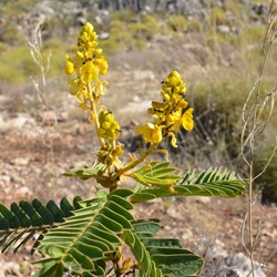 cockroach bush maybe