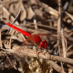 tiny red dragonfly