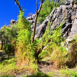 Geikie Gorge
