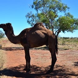 camel at larrawa Station