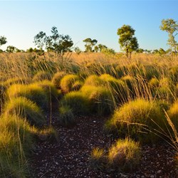 sunset and spinifex