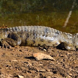 basking croc