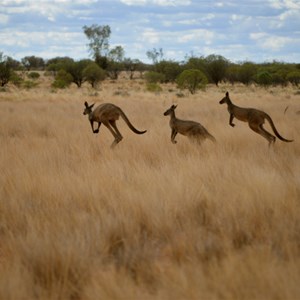 Kangaroos - Trilby Station