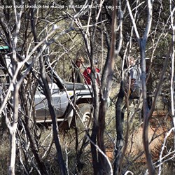Clearing a path through the mulga