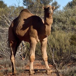 One of the McKay Creek camels