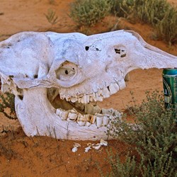 Camel Skull