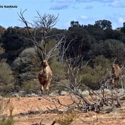 Our first camels for the trip