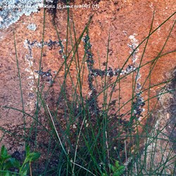 Frank Hann's Initials