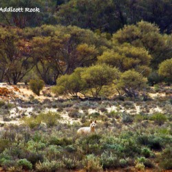 One of the wild dogs or dingo