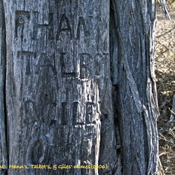 The Frank Hann blazed tree