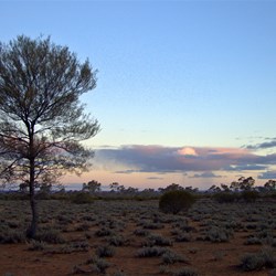 Blaze point blue bush plain