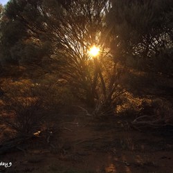 The rising sun sneaking through the tree branches