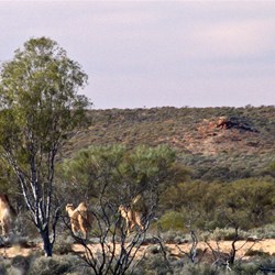 Fleeing camels