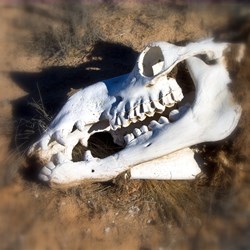 Camel skull