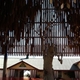 Tree of Knowledge