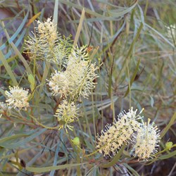 plant with flowers in Cathedral Gorge