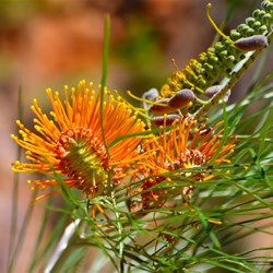 golden grevillea flower