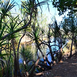 palms at Jackaroo's waterhole