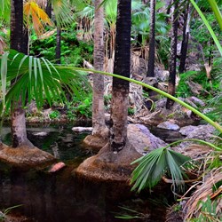 Zebedee springs