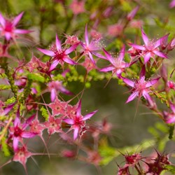 flower along the walk