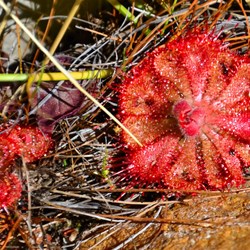 sundew