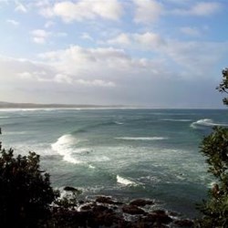 Dolphin watching back at my parent's