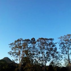 view at Mullumbimby showground camp