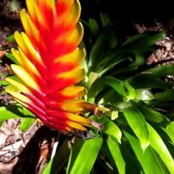 Crystal Castle Gardens