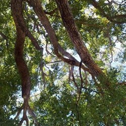 shade at the showground camp