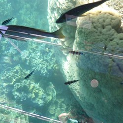 The glass bottom boat, note the reflections