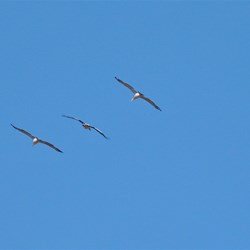Kites fly over Headings Lookout