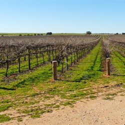 Vinyards at Renmark