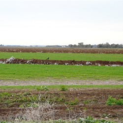 Cotton Crop enroute to Griffith