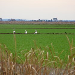 Rice crop - enroute to Griffith