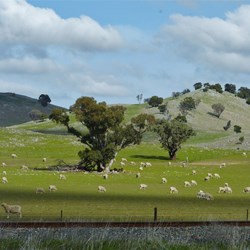 Sheep grazing on lush grasslands
