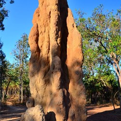 giant cathedral termite mound
