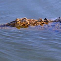 croc at Yellow waters