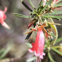 Eremophila!