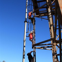 Martins climb the tower