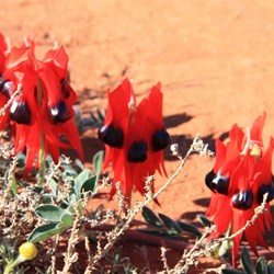 Sturt Desert Pea