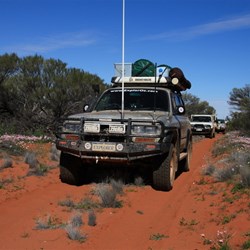 Wildflowers on the track