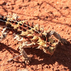 Thorny Devil