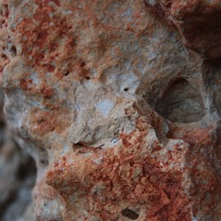 Shell imprints in the karst limestone