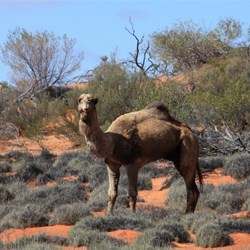 Another camel
